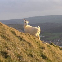 Kashmir goat, feral goat